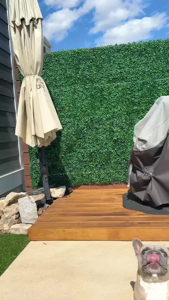 @mavisthefrenchie