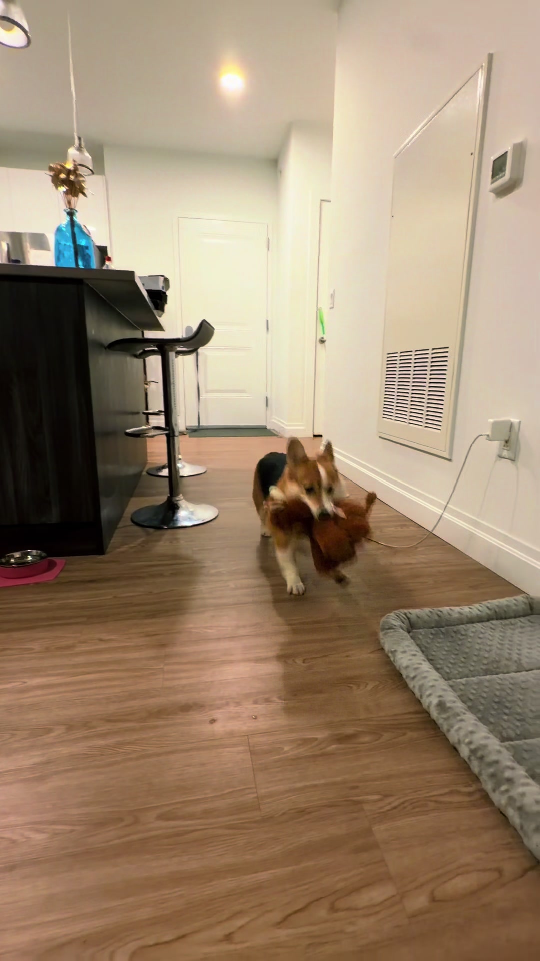@South Jersey Corgi Rescue