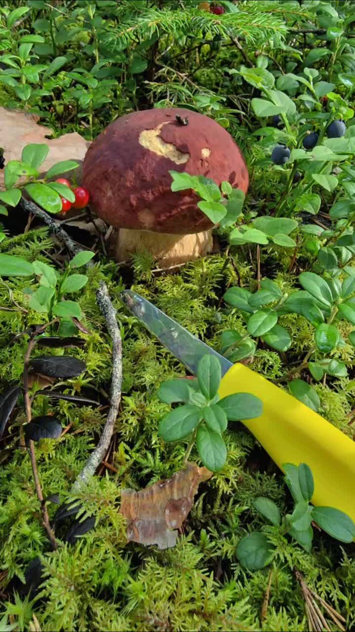 @Meimei🇫🇮Finland