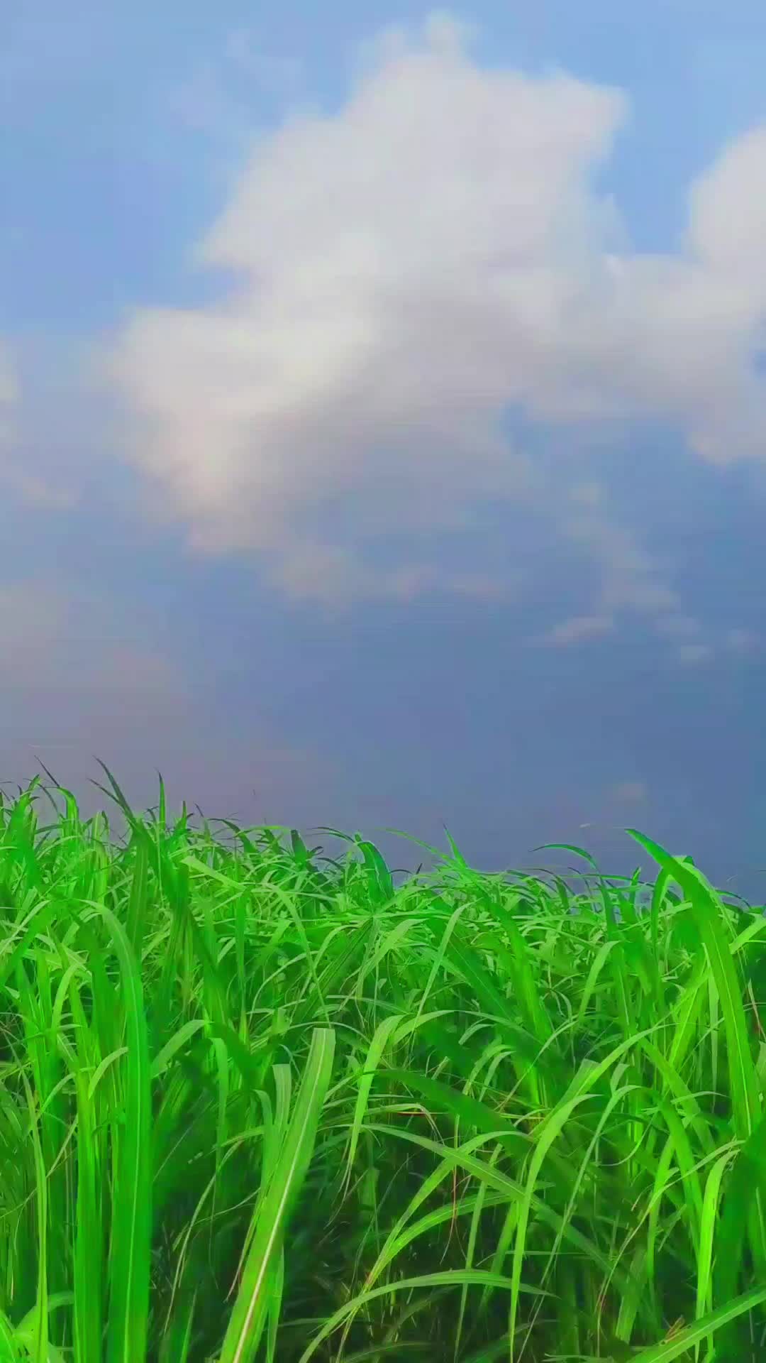 @💸 عمران خان 💸