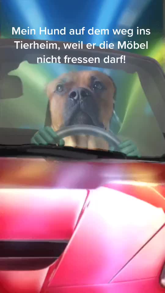 @amstaff0610rotti