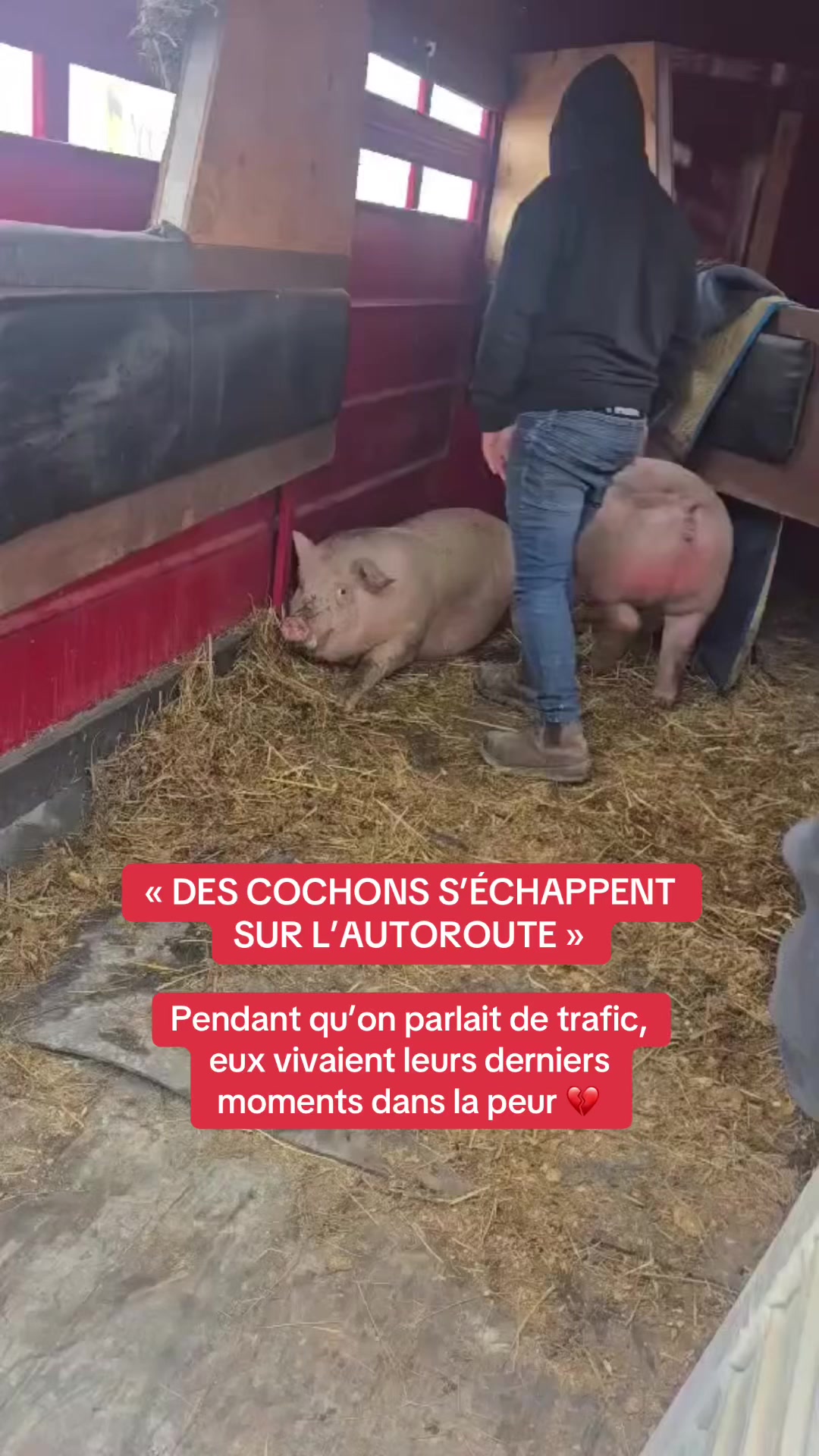@Montreal SPCA