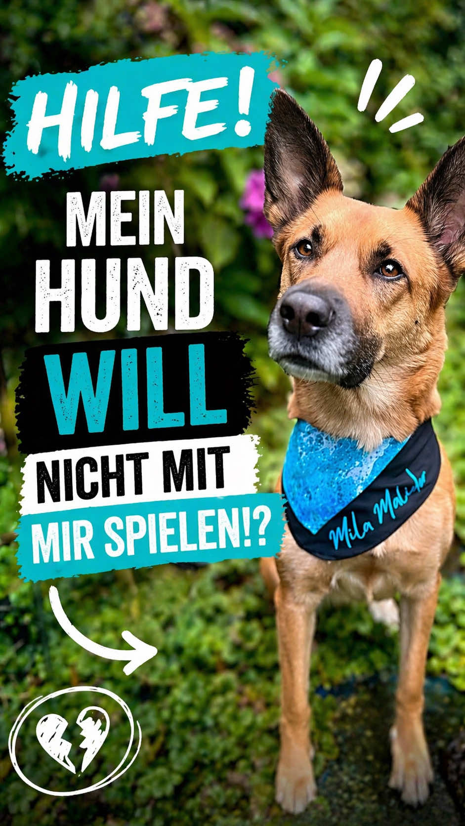 @INSAbenteuerHund