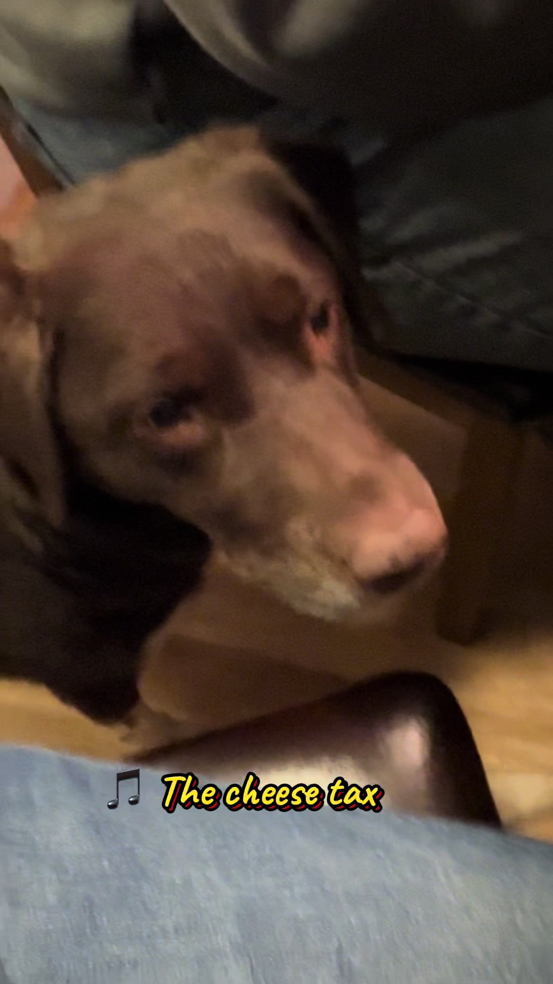@Kali the Collie Labrador