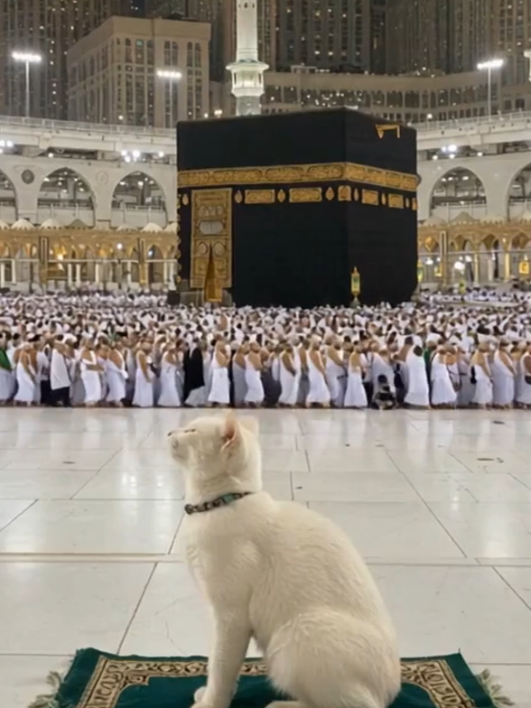 @Catty Pray
