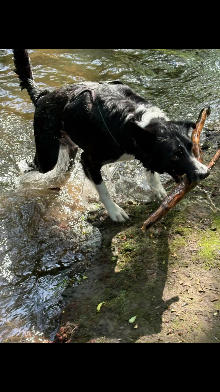 @tswoofwoof.co.uk