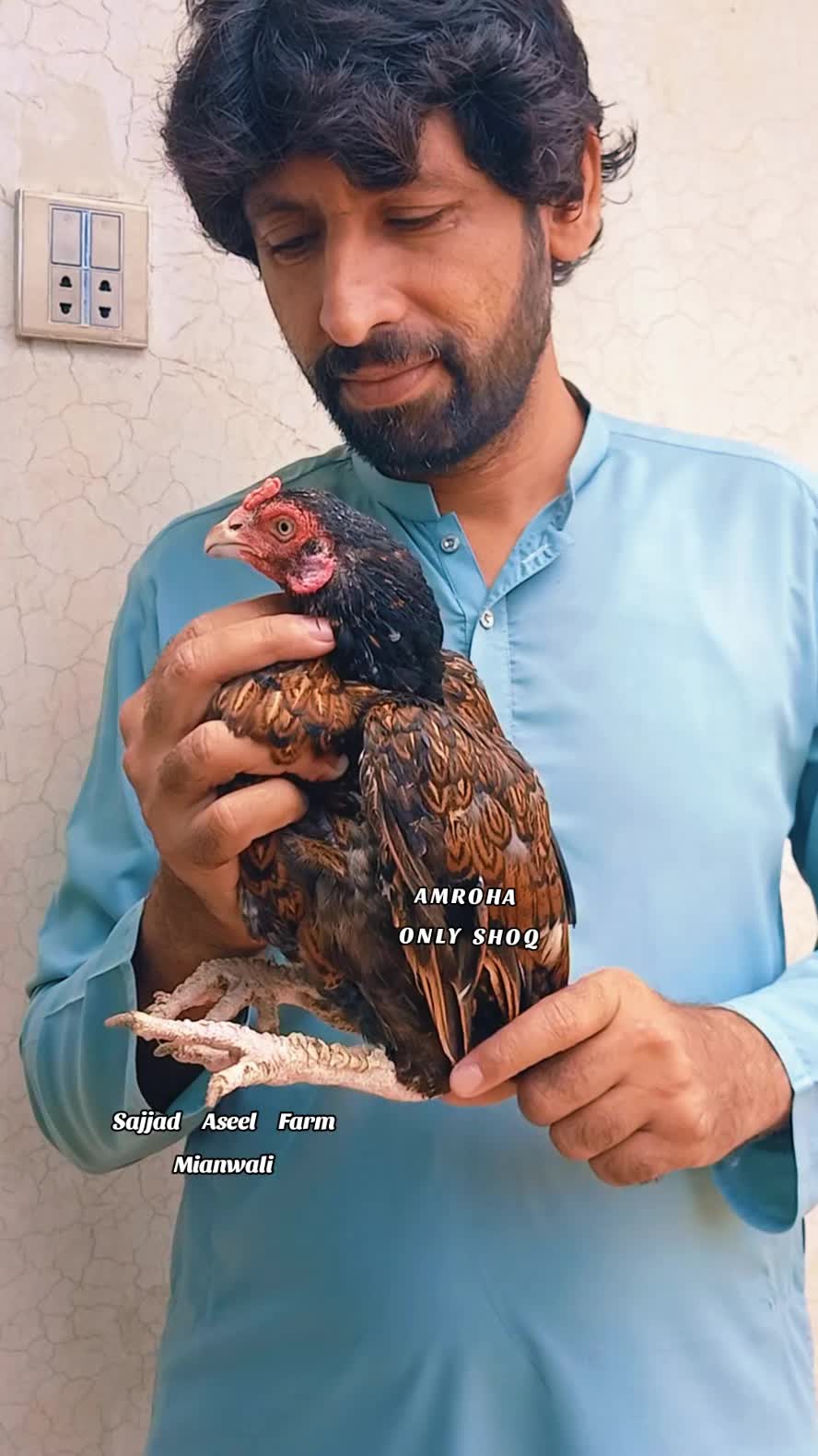 @Sajjad Aseel Farm