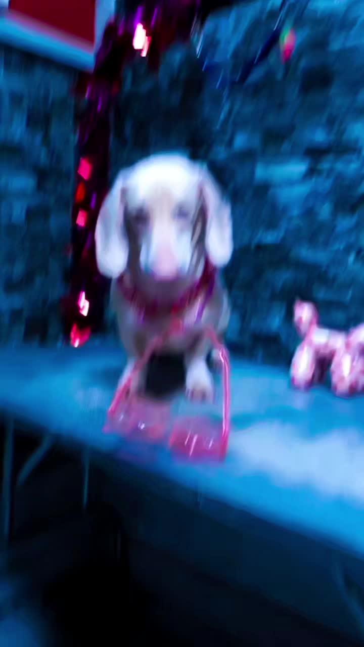 @Out.of.ink.Dachshund