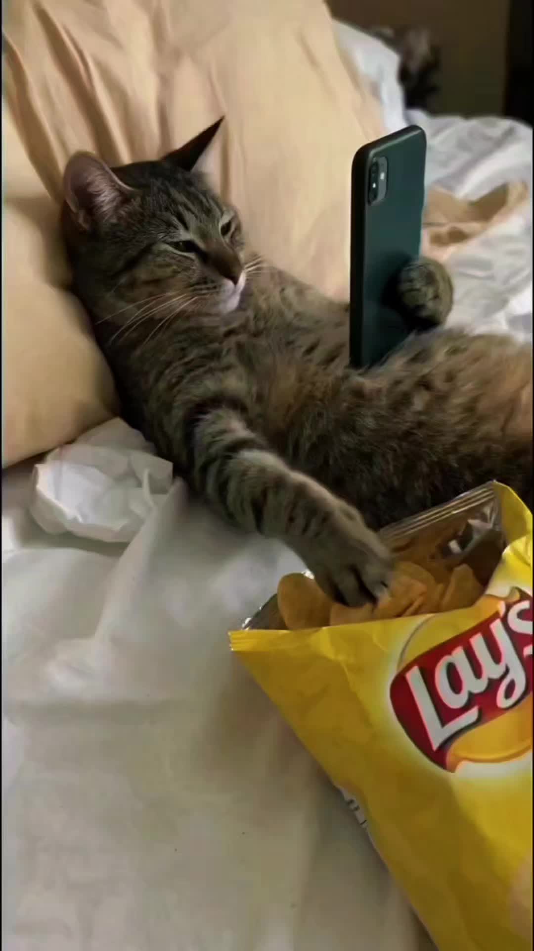 @𝓐𝓰𝓲 𝓕𝓮𝓽𝓱