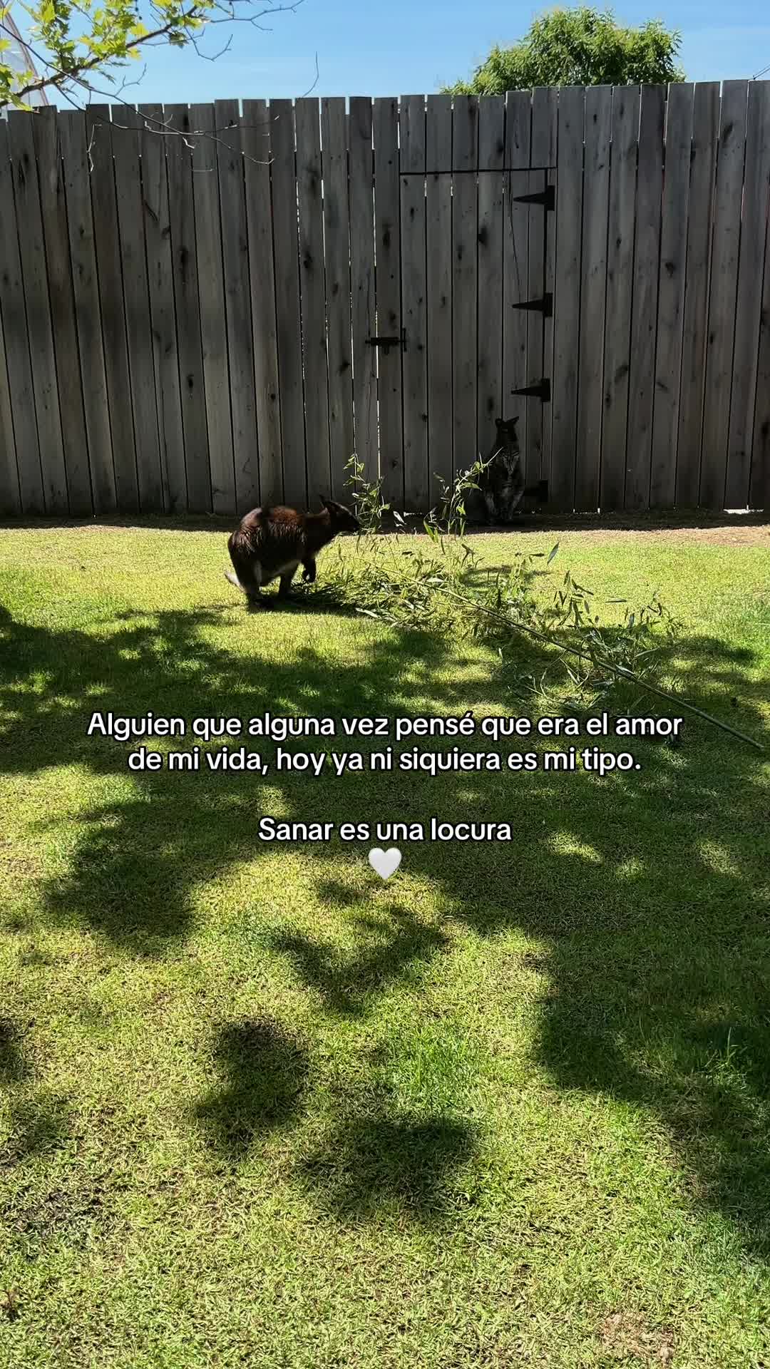 @hadadeletras