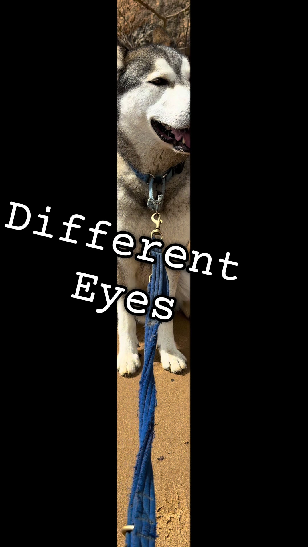 @Damos Dogs