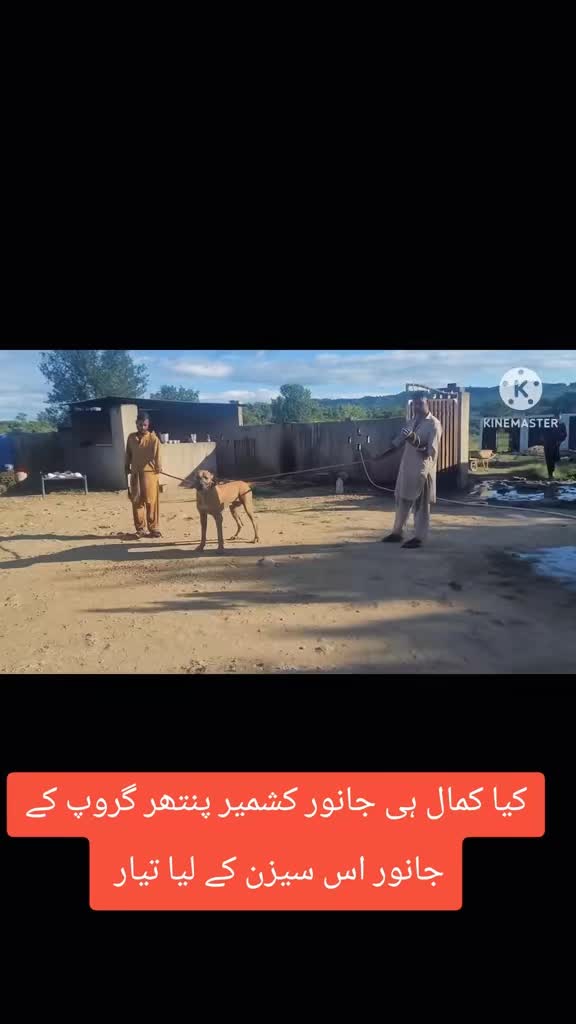 @bullishokeen2
