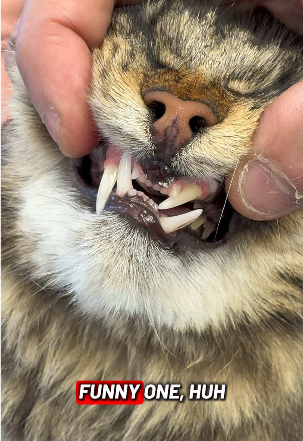 @Tomasthevet