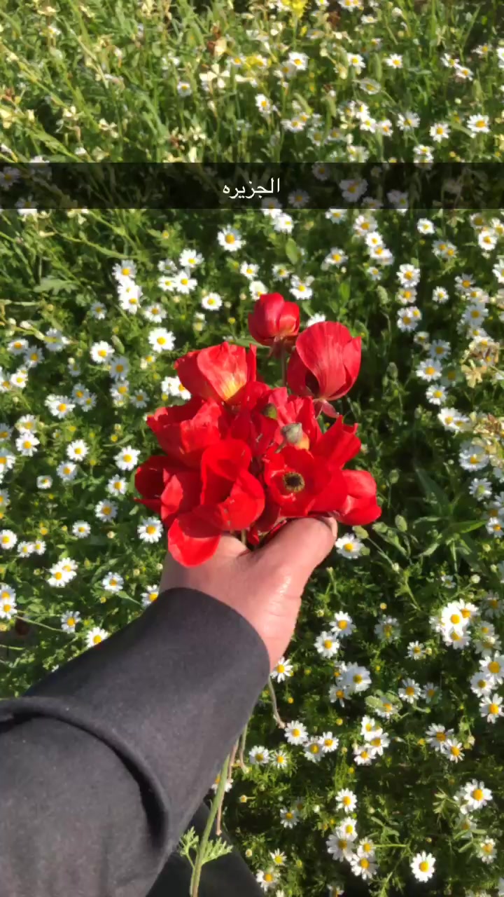 @نصار الجربا