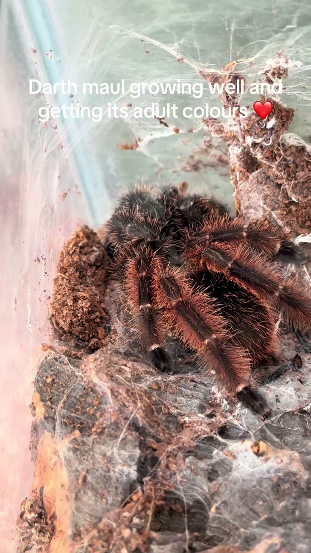 @The Spider Caravan