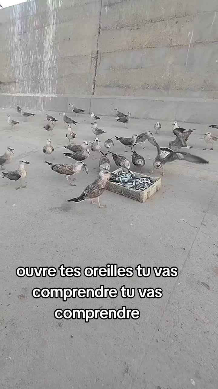 @kitkot