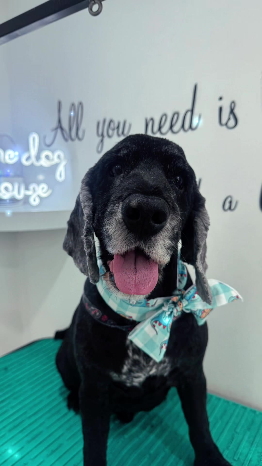 @PamperedPaws