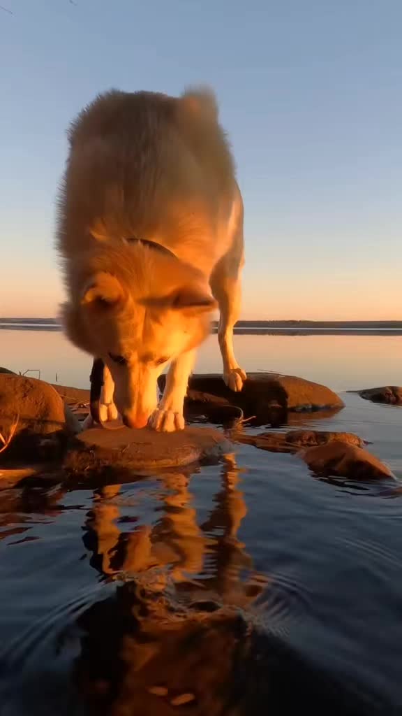 @PawPrintLifestyle 🐾🇫🇮