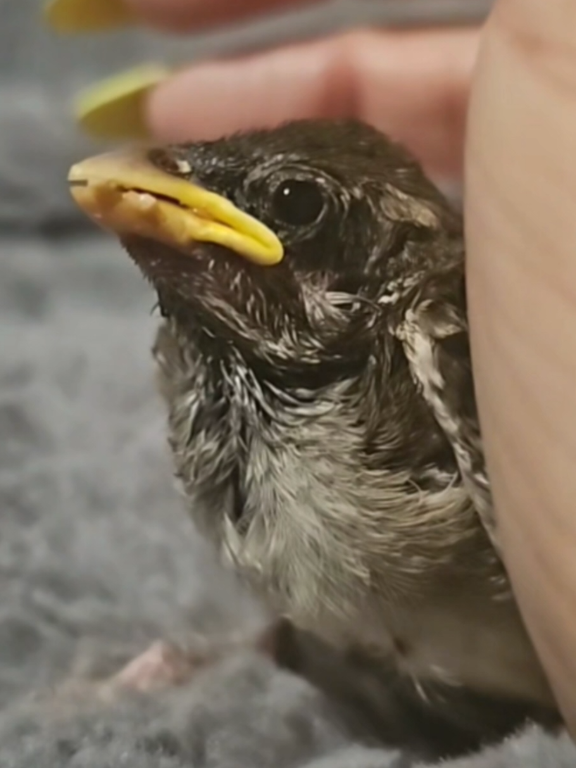 @Waterhouses Wildlife Rescue