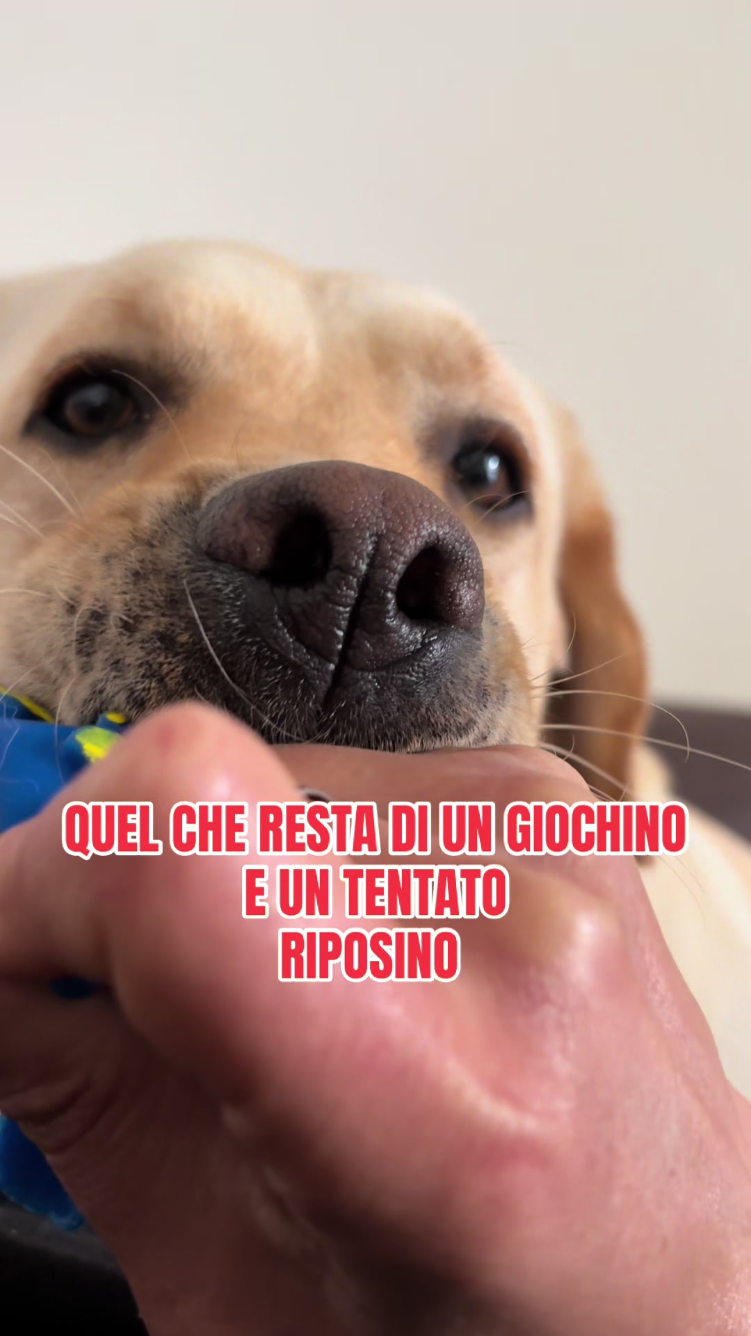 @ALMA_labradorRetriever