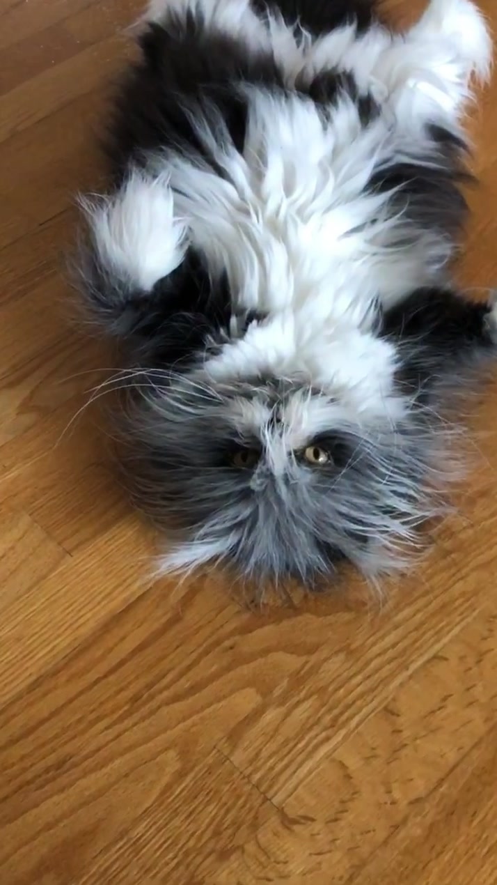 @atchoumthecat