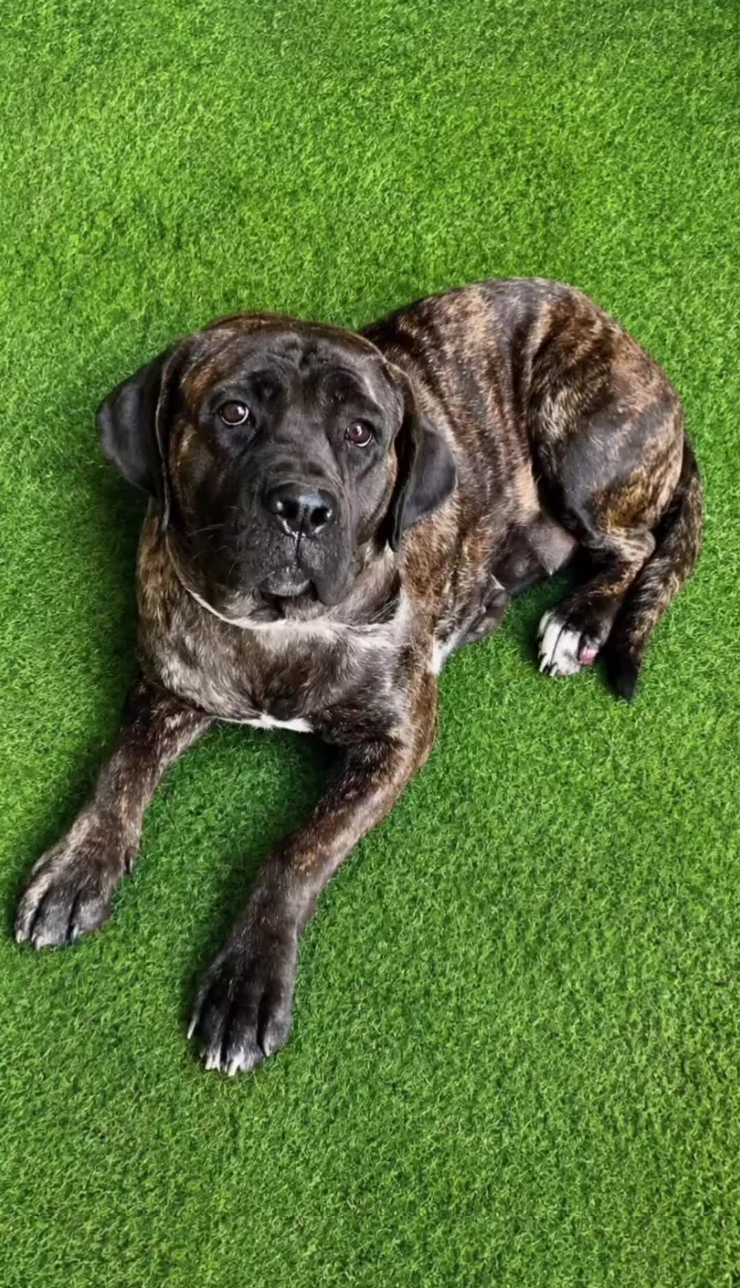 @Cane Corsos