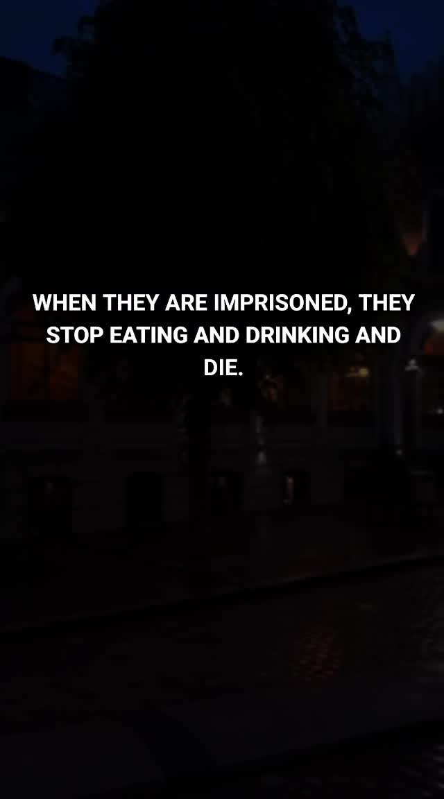 @Amina Motivational