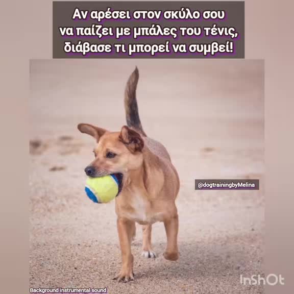 @dogtrainingbymelina