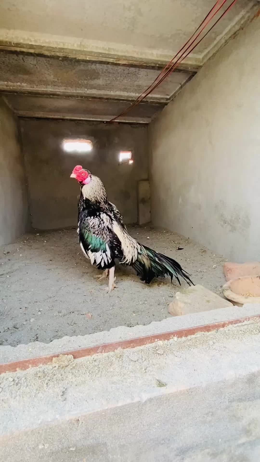 @Poultry Markaz