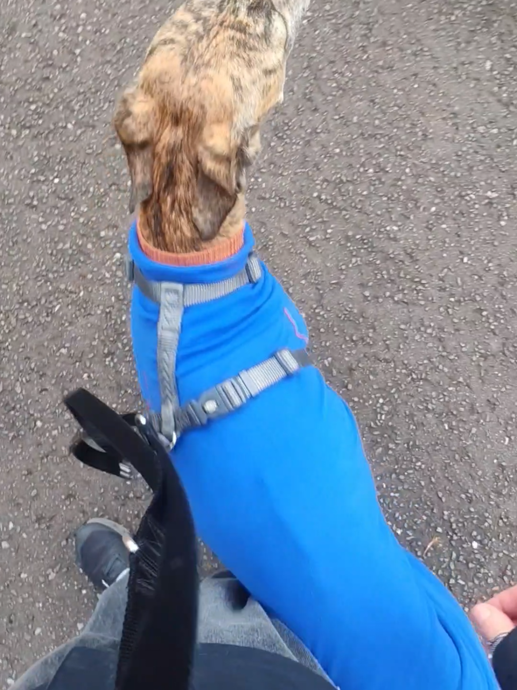 @LollyTheStrayDog