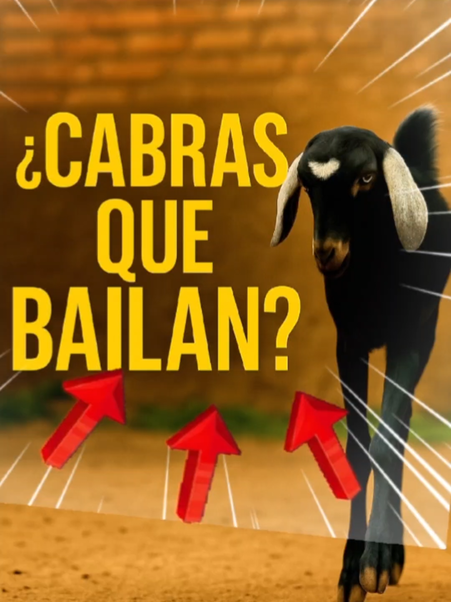 @CLUB DE ANIMALES