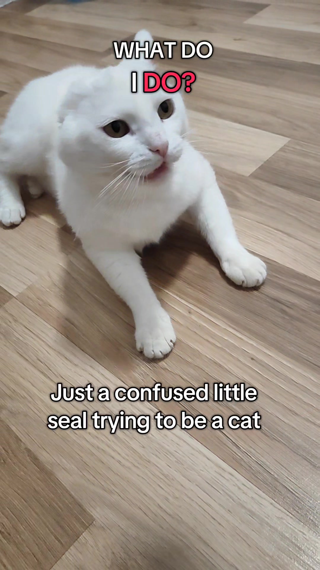 @Fluffy - the persian cat