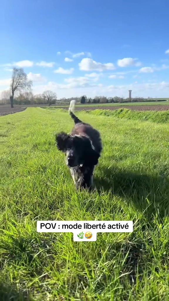 @coeur.de.cocker