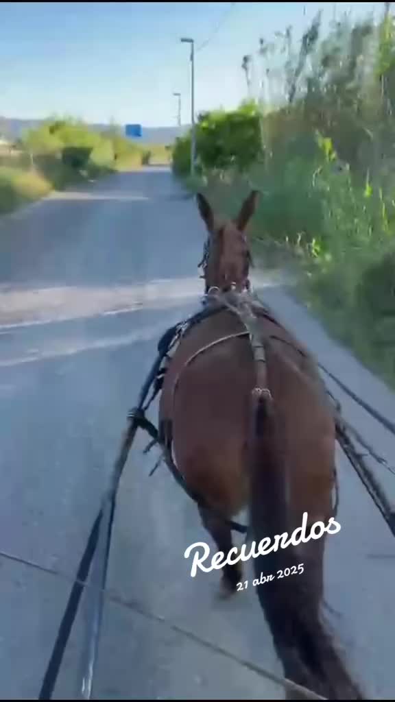 @palilajm