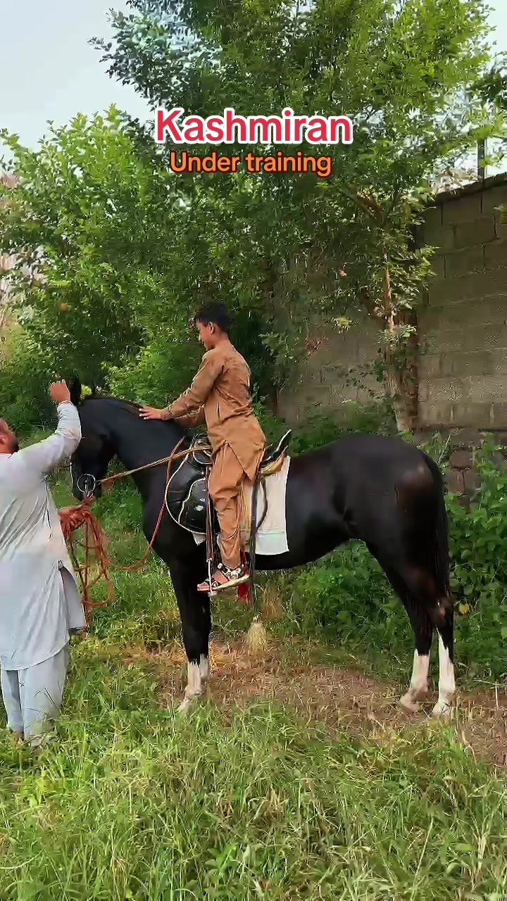 @Taqdees gillani