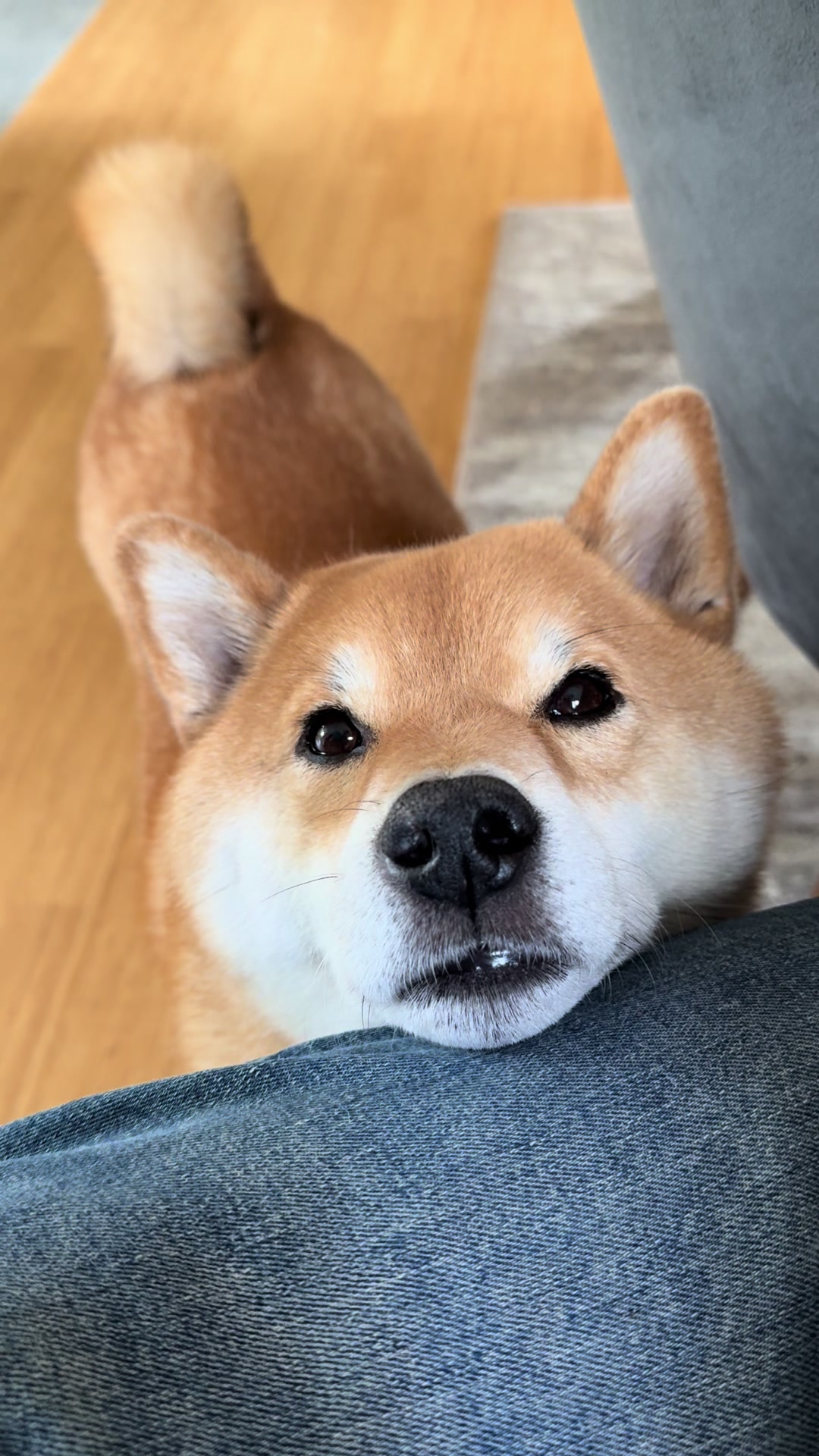 @yoshi.doggyhood