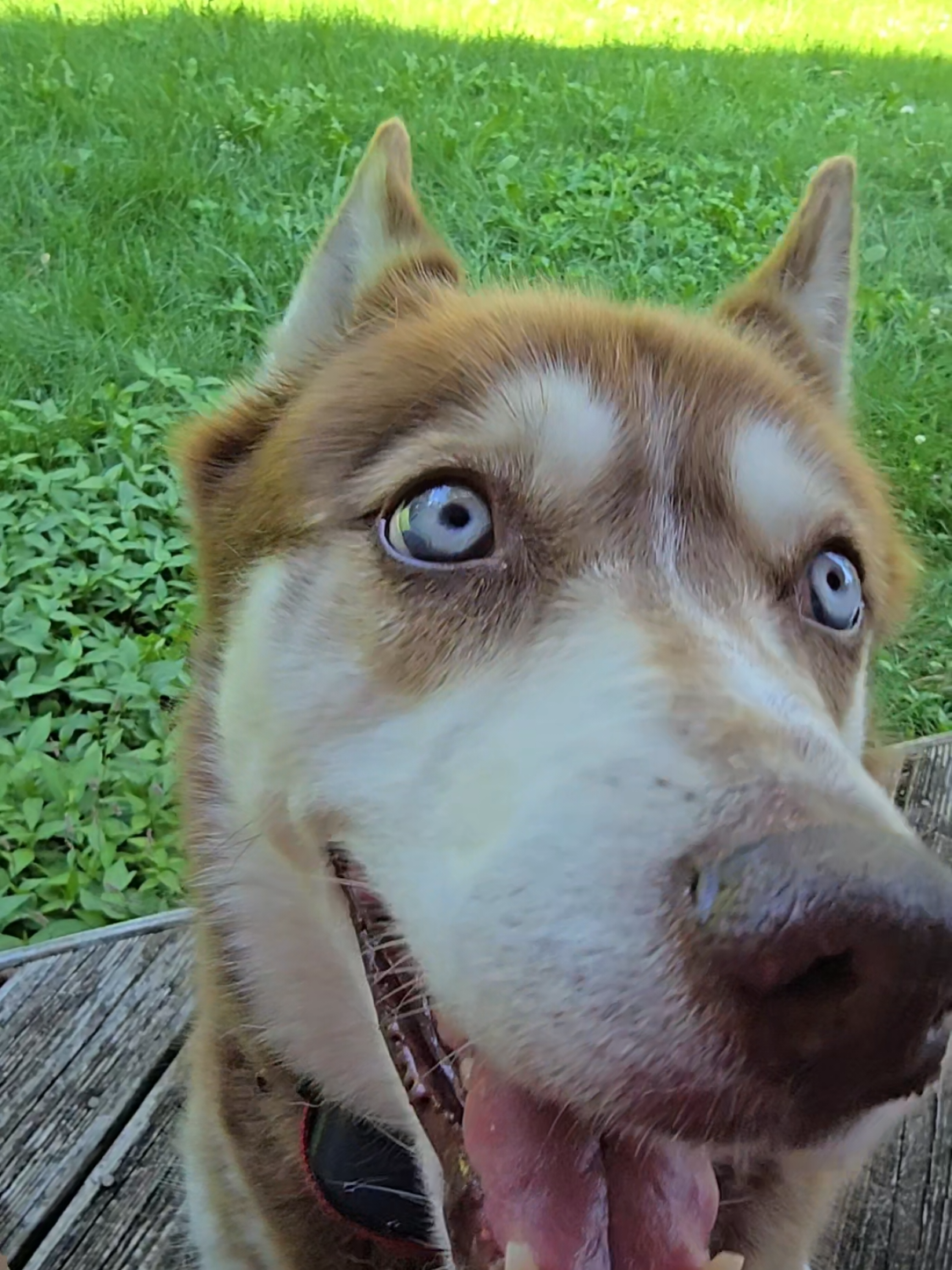 @Diane | Huskies-Jack & Jill