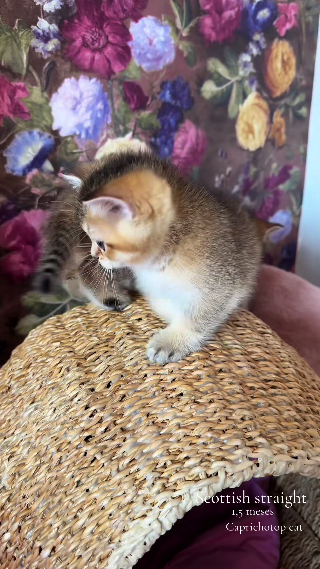 @Gatos de Lucia