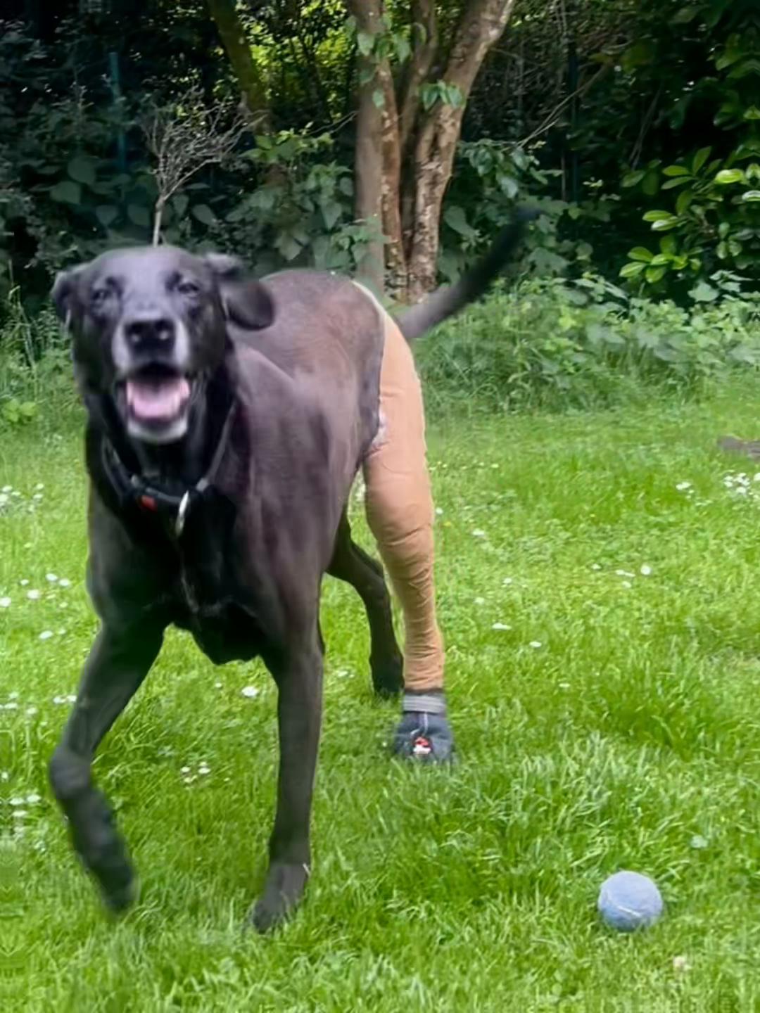@buddysbude