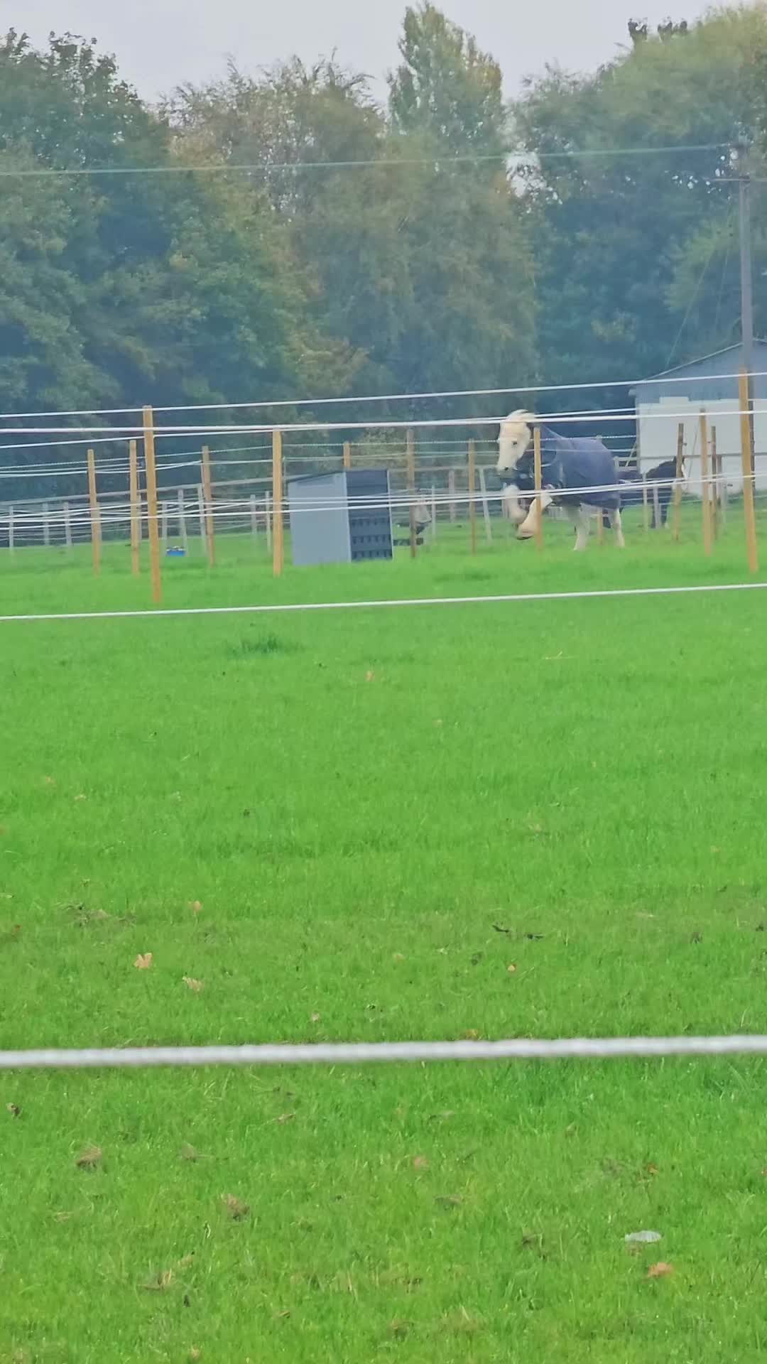@Chase Gate Equine