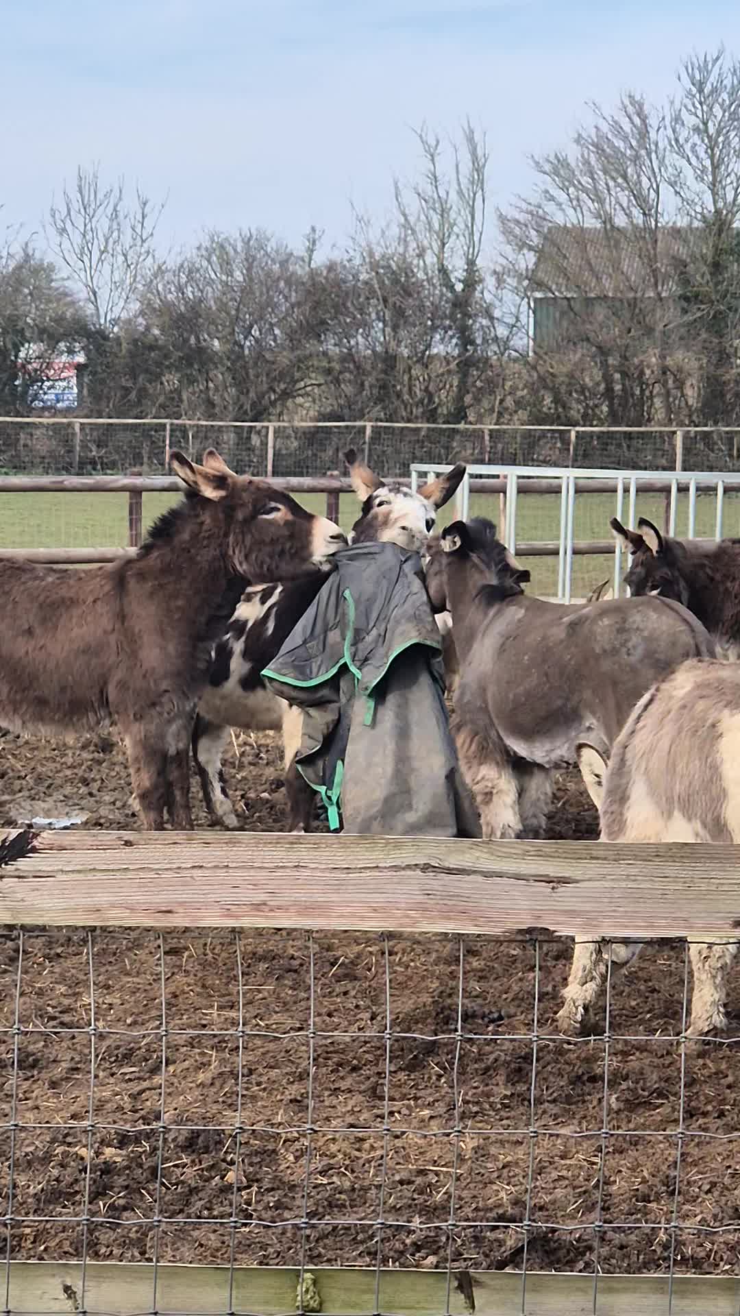 @Kellys Donkeys & 2nd Chance F