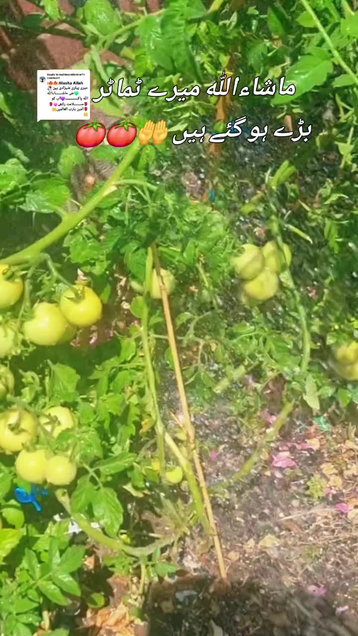 @Zubi🙋&zwj;♀️زوبی