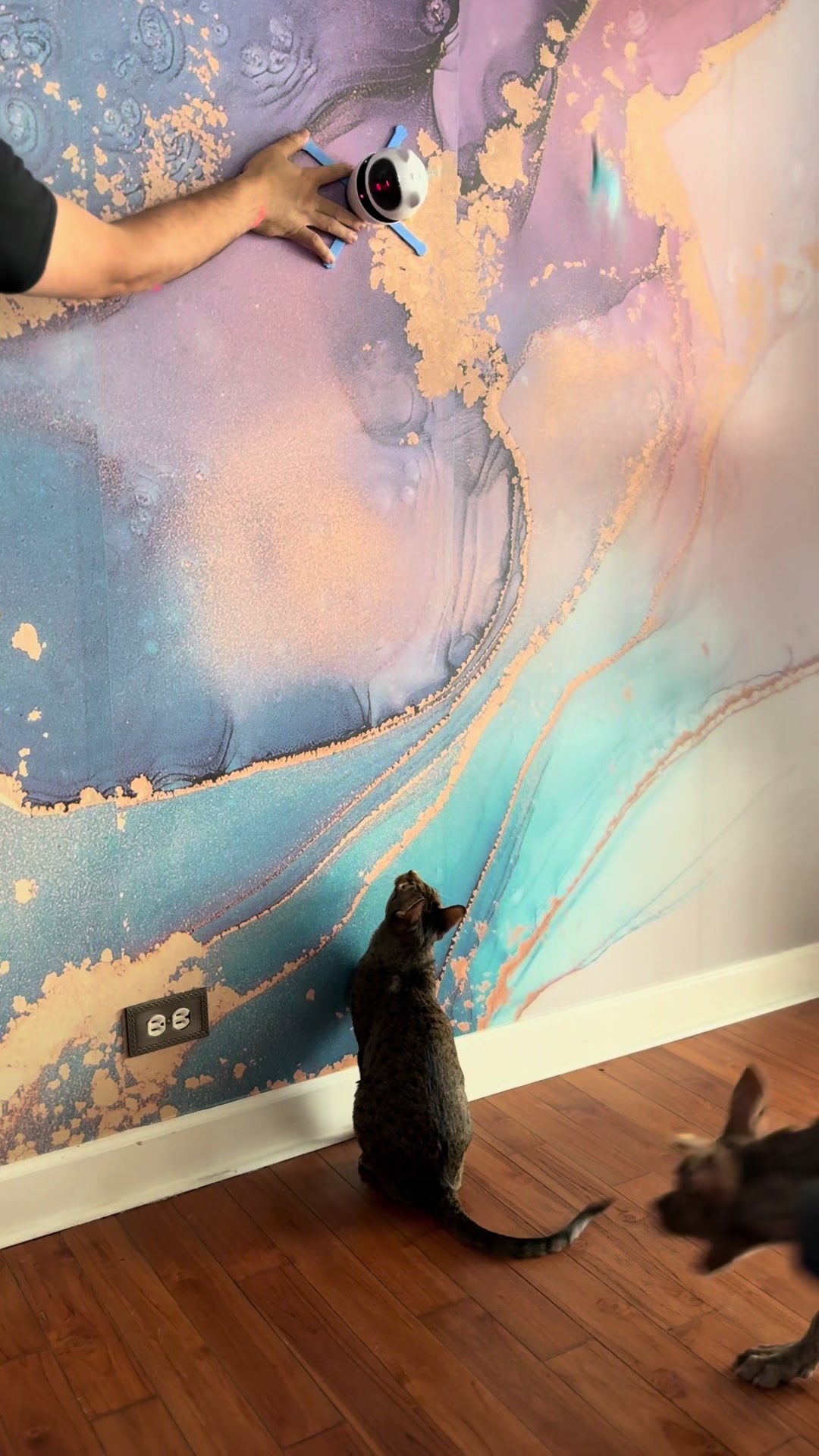 @Atlas the Cat