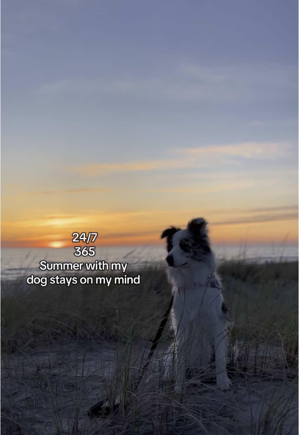 @elisathebordercollie
