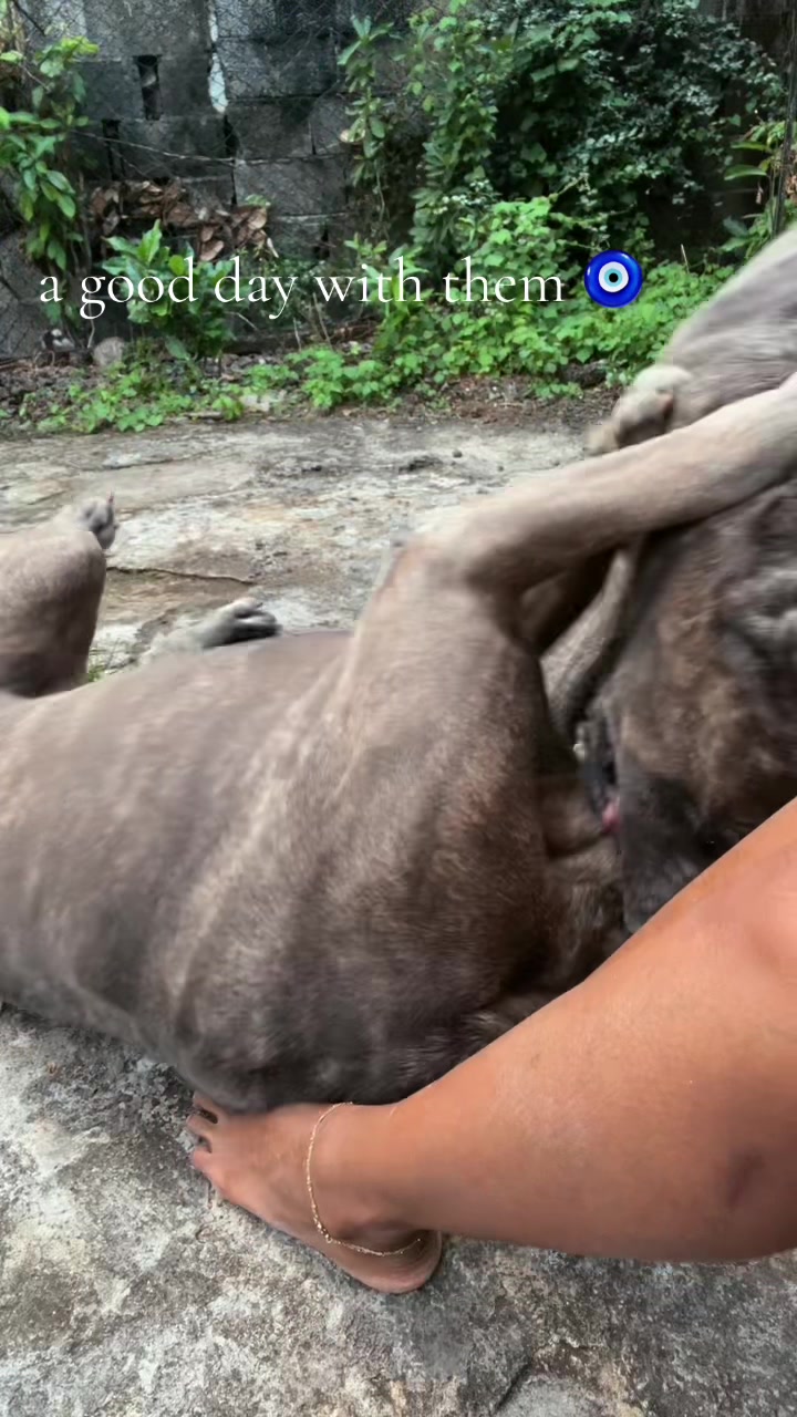 @Mafiacanecorso