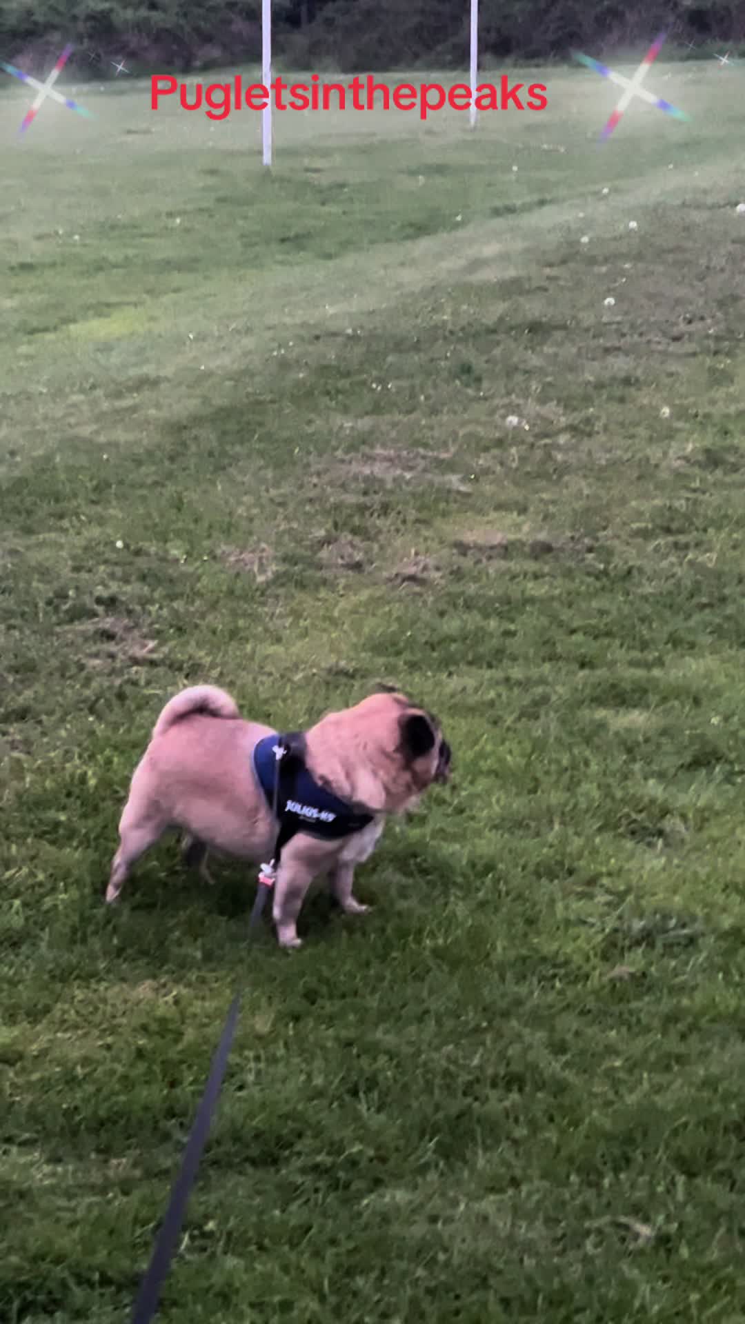 @Puglets in the peaks