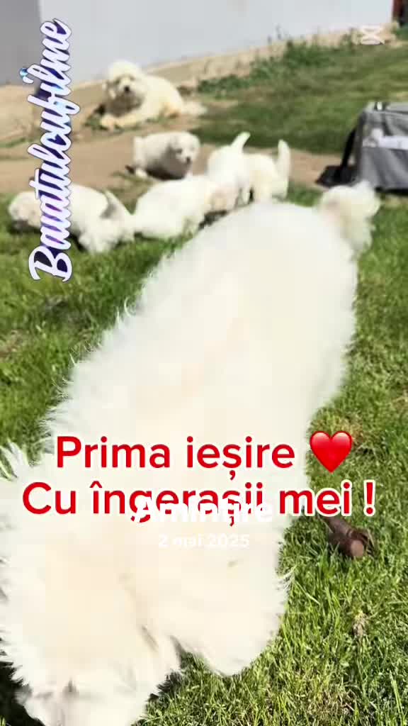 @Băiatul🎬cu🎬filme