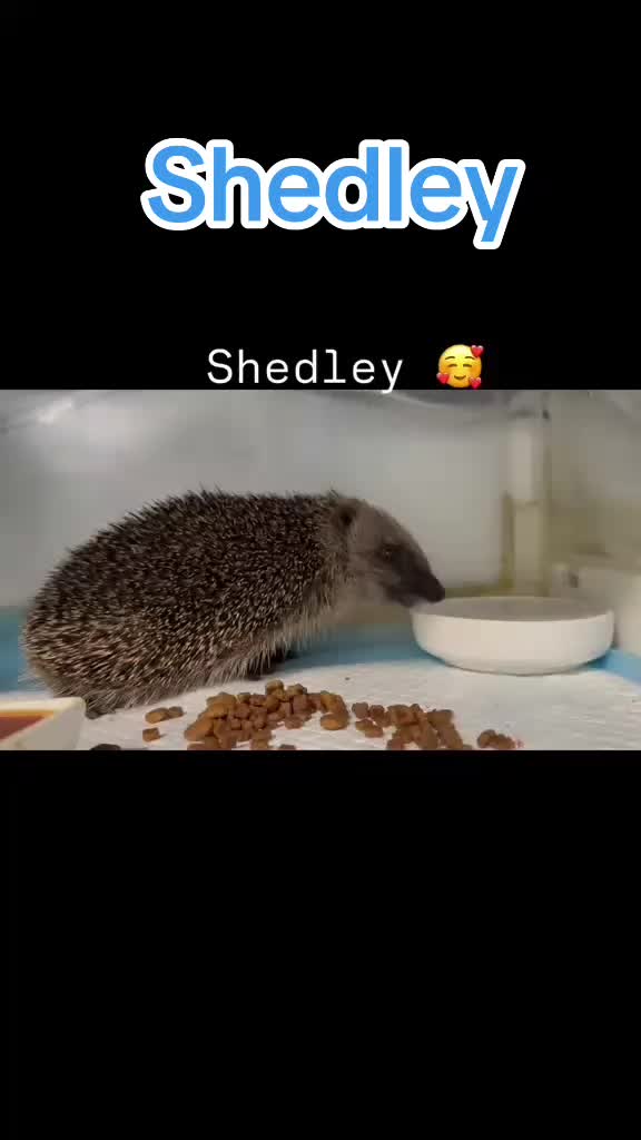 @Ryston Rachel's Hedgehog Hotel