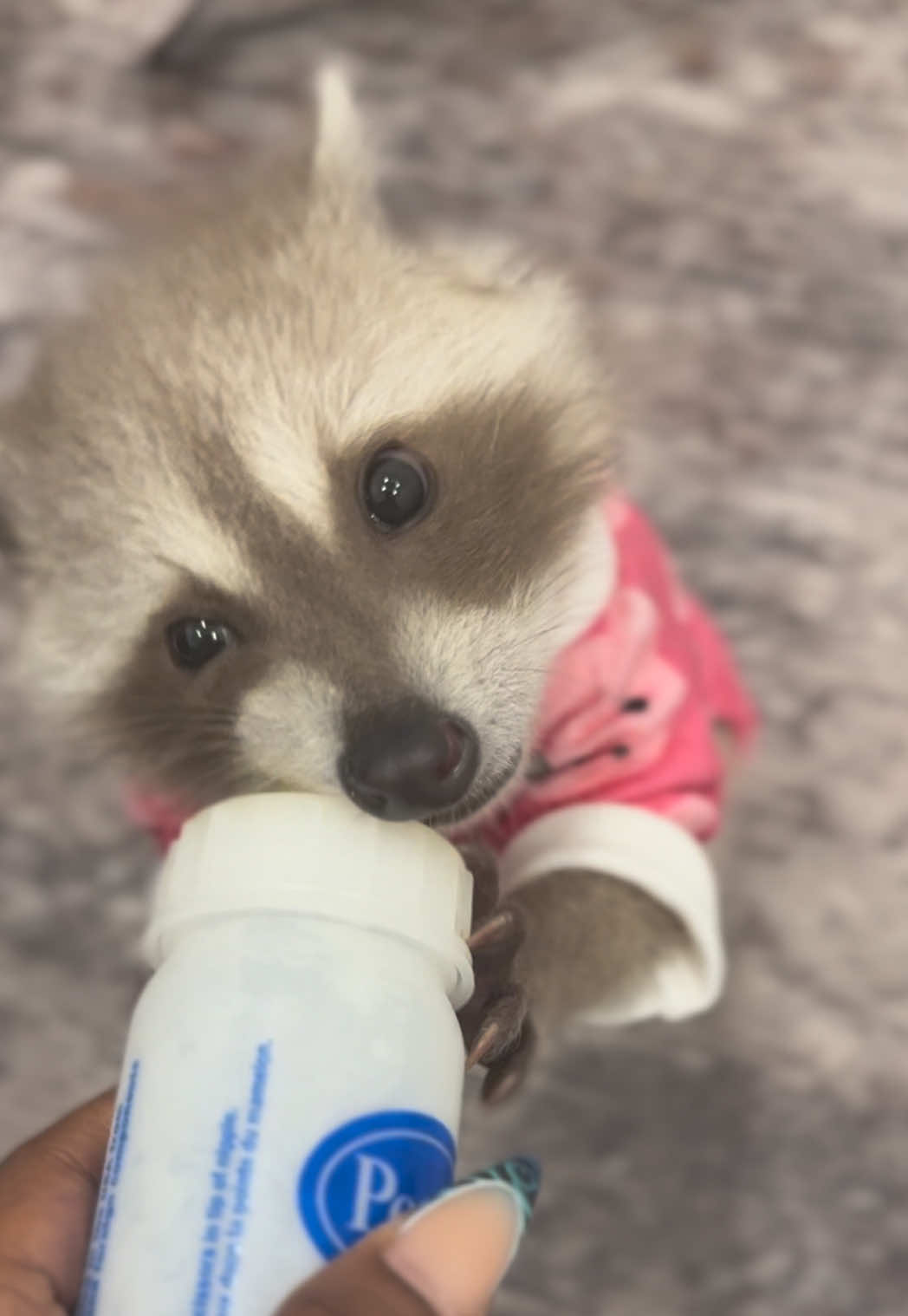 @Pooh the Raccoon