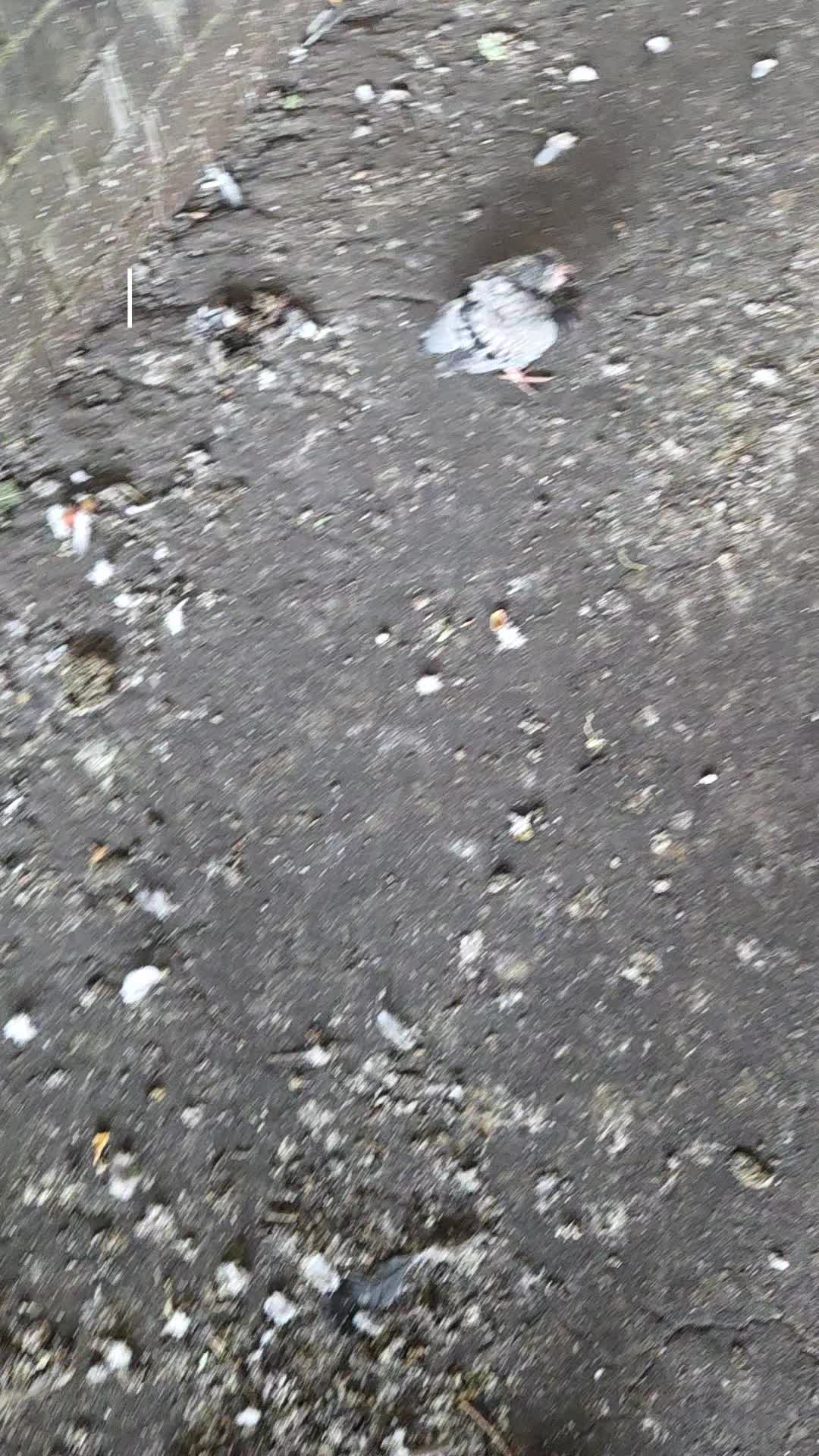 @S.Char.The.Pigeon.Lady🌙🖤Xx